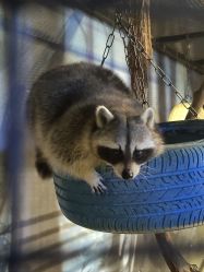 -酷嗒动物文化乐园(cutezoo西溪乐天城店)