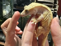 -酷以爬仙阁实体爬宠店·守宫·蜥蜴·专业繁育