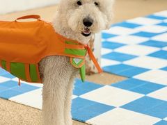 -爪吧宠物乐园 (温榆河示范区店)