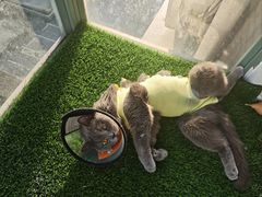 -关爱宠物医院·猫科中心·消化科(滨湖万达分院)