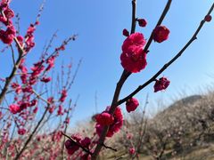 -香雪海