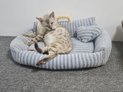 -艾贝尔宠物医院·24H转诊中心·肿瘤猫专科(江宁双龙店)