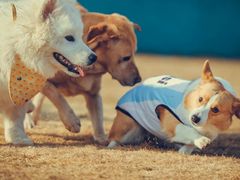 -趣玩宠物乐园寄养训犬训狗游泳池