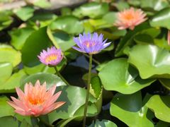 -中国科学院华南植物园