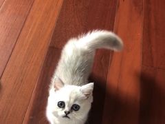 -飞行喵MR PILOT|猫舍·猫咖(静安大融城店)