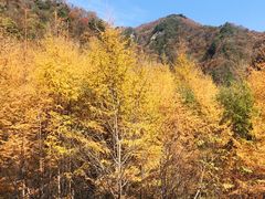 -秦岭风景区