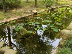 -陈家山荷花公园