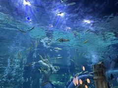 -海合安成都极地海洋公园