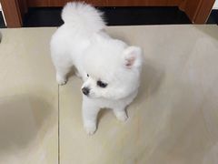 -宠物家(双井店)
