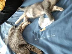 -宠颐生动物医院·心脏科·保险定点(锦阳分院)