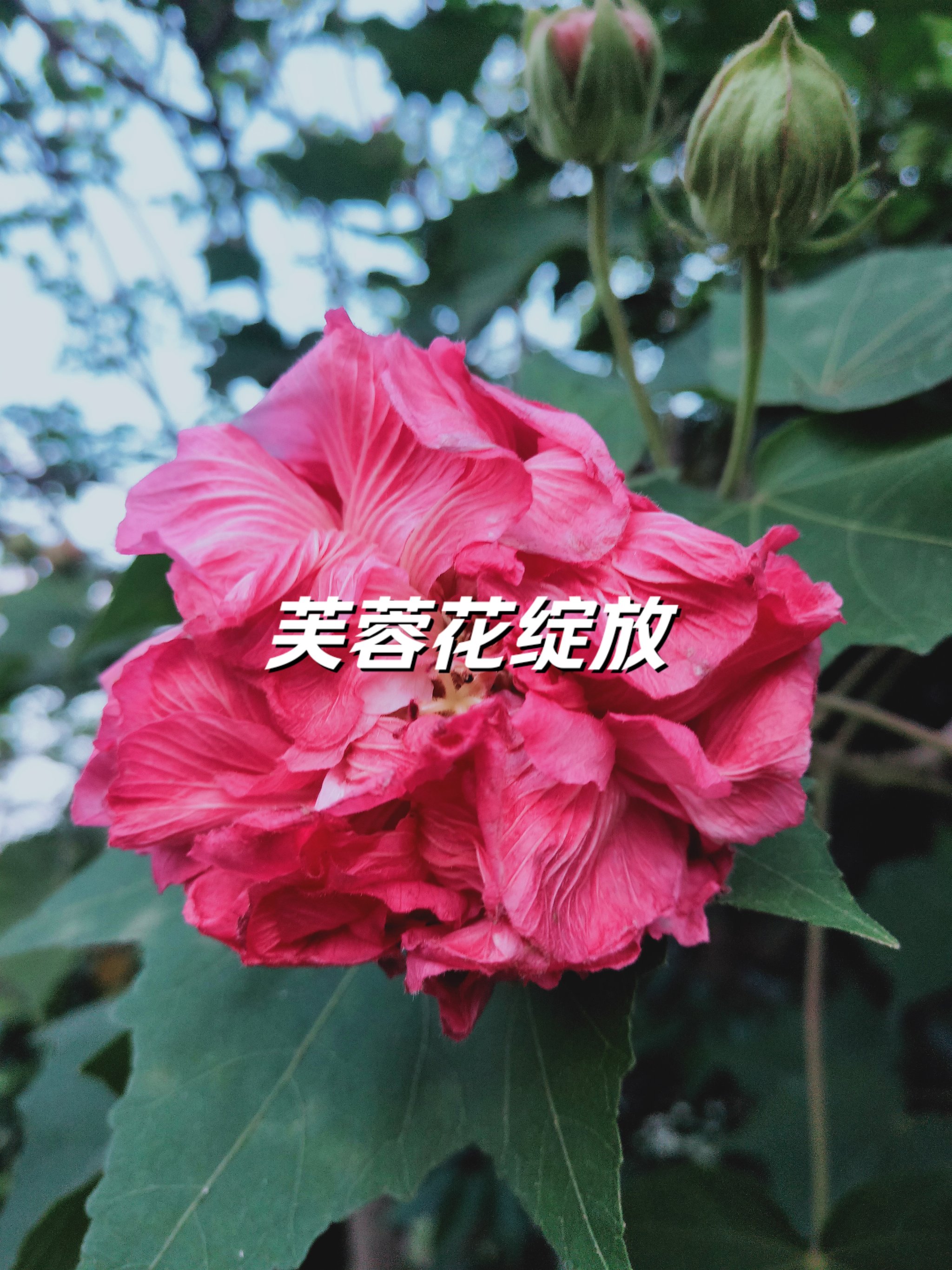 木芙蓉为何叫拒霜花图片