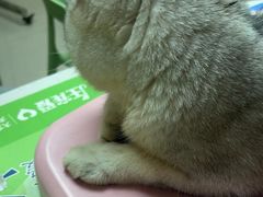 -瑞鹏宠物医院·眼科·皮肤·中兽医(大悦城分院)