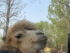 -长白岛森林公园