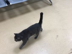 -瑞派·关忠动物医院·猫专科·犬专科(三环新城店)