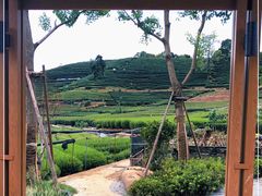 -龙坞茶村