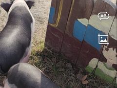 -乌村