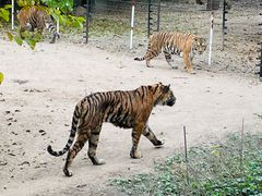 -北京野生动物园