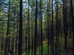 -苏木山森林公园