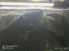 -好灶头妈妈菜·柴火灶台鱼·千岛湖土菜地标美食