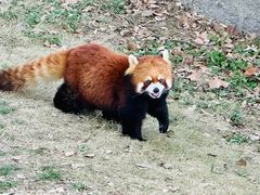 -上海野生动物园
