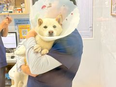 -天使宠物医院·犬猫分诊(彩虹店)