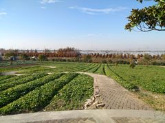 -上海都市菜园
