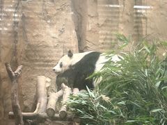 -成都动物园