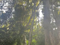 -西双版纳原始森林公园