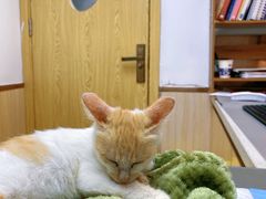 -宠颐生宠物医院·心肾内科·猫专科诊疗中心宠巢店