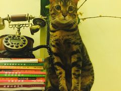 -猫色咖啡·猫咖