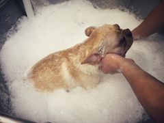 -PETKIT小佩宠物(古北店)