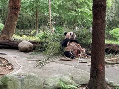 -都江堰中华大熊猫苑
