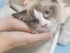 -纳吉亚猫专科动物诊疗中心(蒋宅口分院)