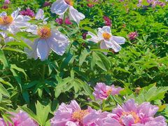 -羊亭河湿地公园