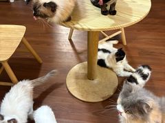 -楼上猫咖(罗湖店)
