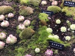 -野象谷景区