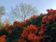 -桃花涧