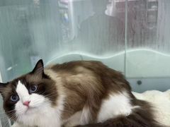 -爱洗澡的猫(望京店)