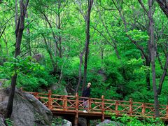 -大岭沟猕猴桃谷风景区