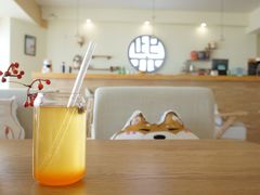 -柴犬小屋·柴餐厅·狗咖食堂(金鼎广场店)