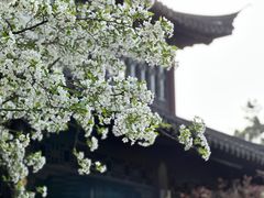 -莫愁湖公园