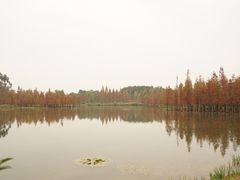 -白鹭湾湿地公园