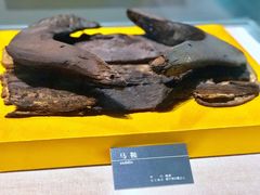 -呼伦贝尔民族博物馆