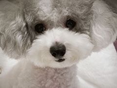 -芭比堂宠物医院·全科爱猫医院·仁德分院