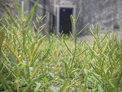 -大旗头古村