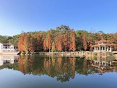 -深圳仙湖植物园