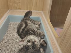 -屋虎猫馆(宝安大仟里店)