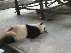 -西安秦岭野生动物园