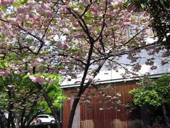 杭州的春天还是很宜人的-杭州西湖艺联君亭酒店(黄龙体育中心地铁口店)