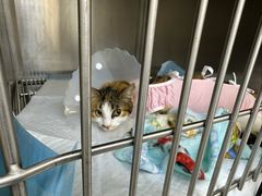 -达爱动物医院·犬猫分区·CT·复杂眼科(远洋山水分院)